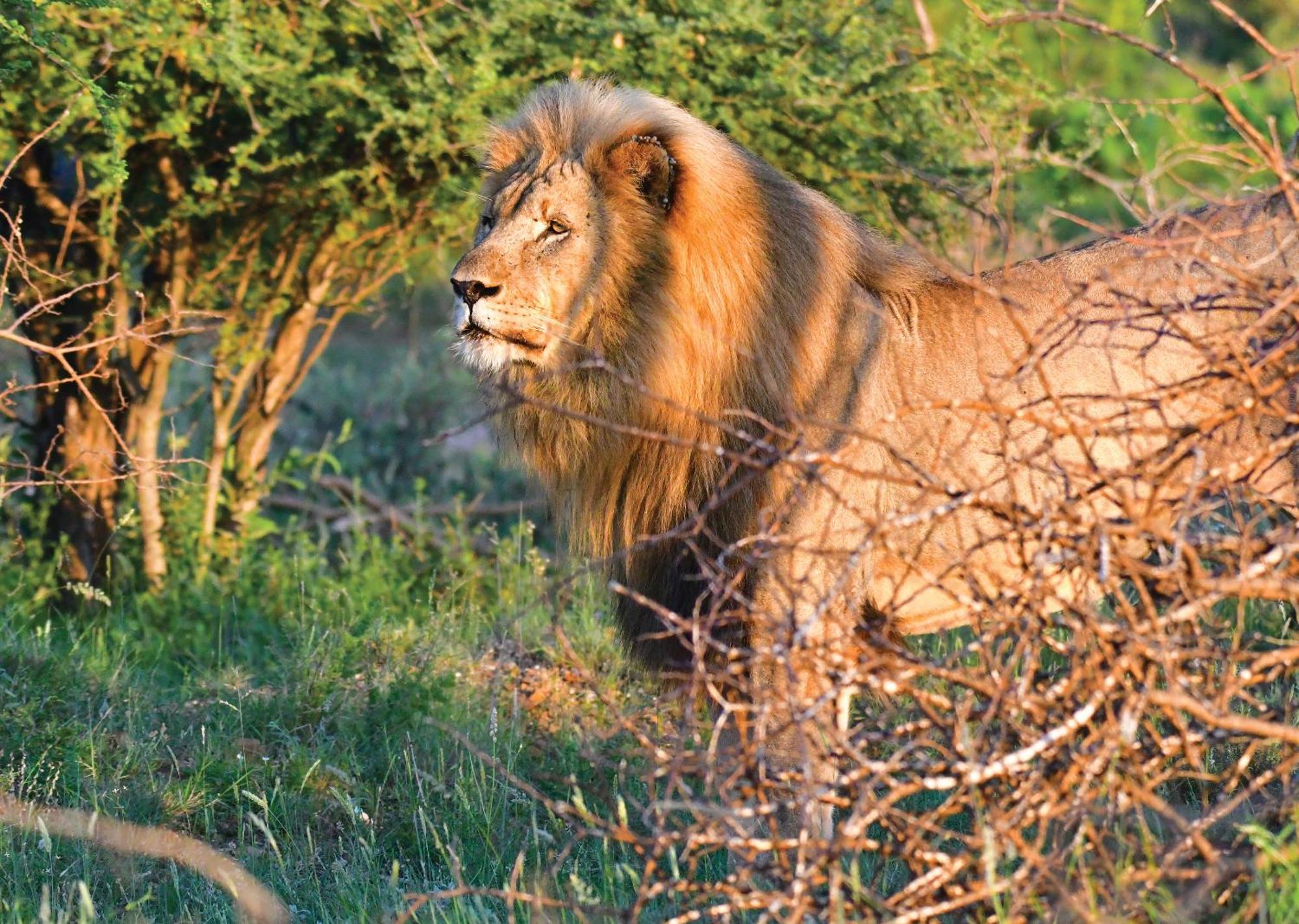 Madikwe River Lodge By Dream Resorts Madikwe Game Reserve Eksteriør billede