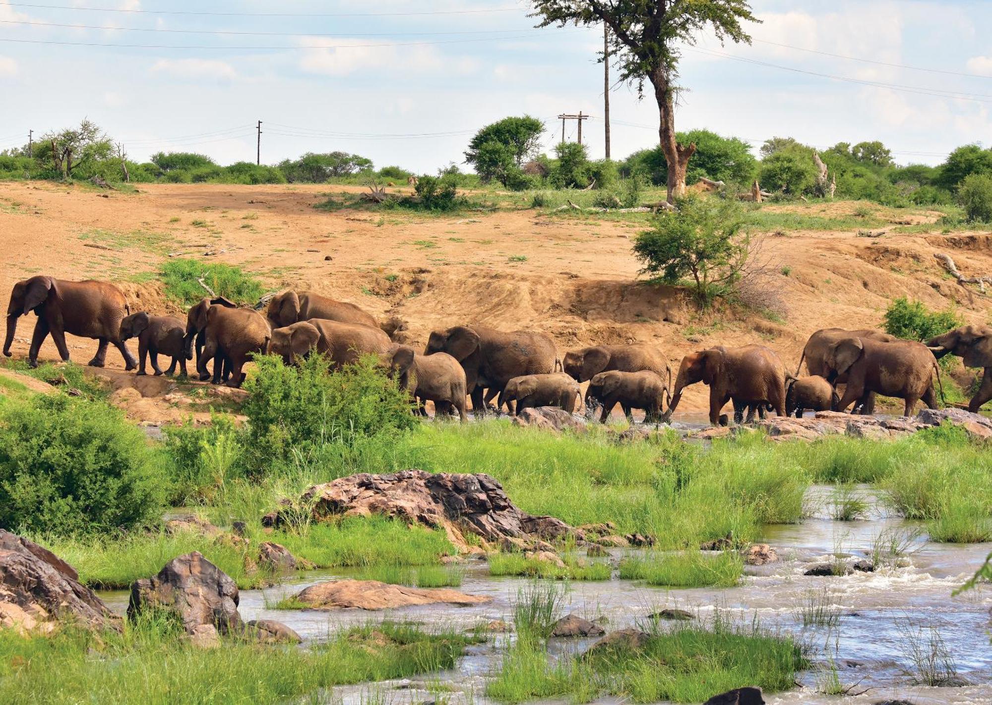 Madikwe River Lodge By Dream Resorts Madikwe Game Reserve Eksteriør billede