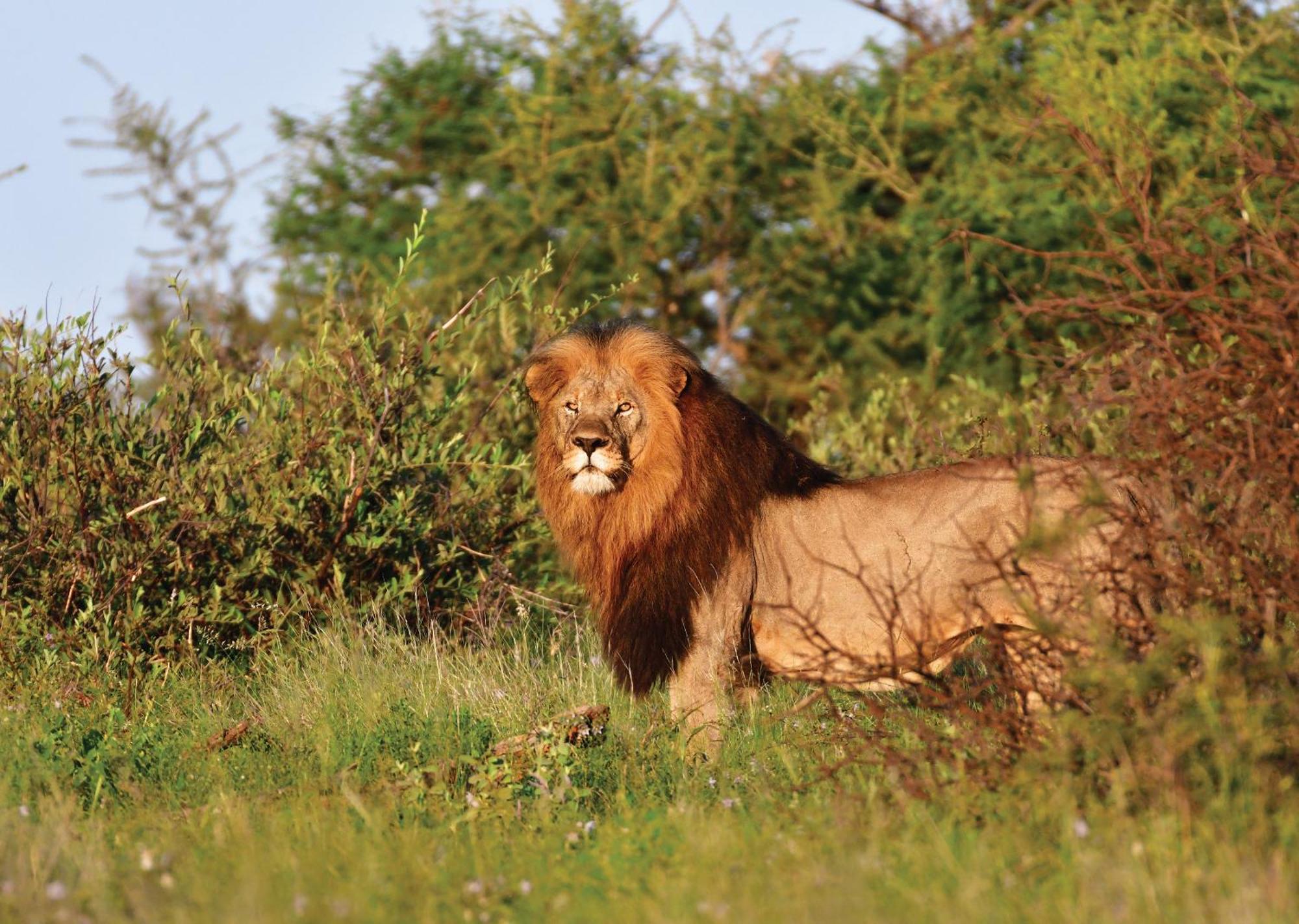Madikwe River Lodge By Dream Resorts Madikwe Game Reserve Eksteriør billede