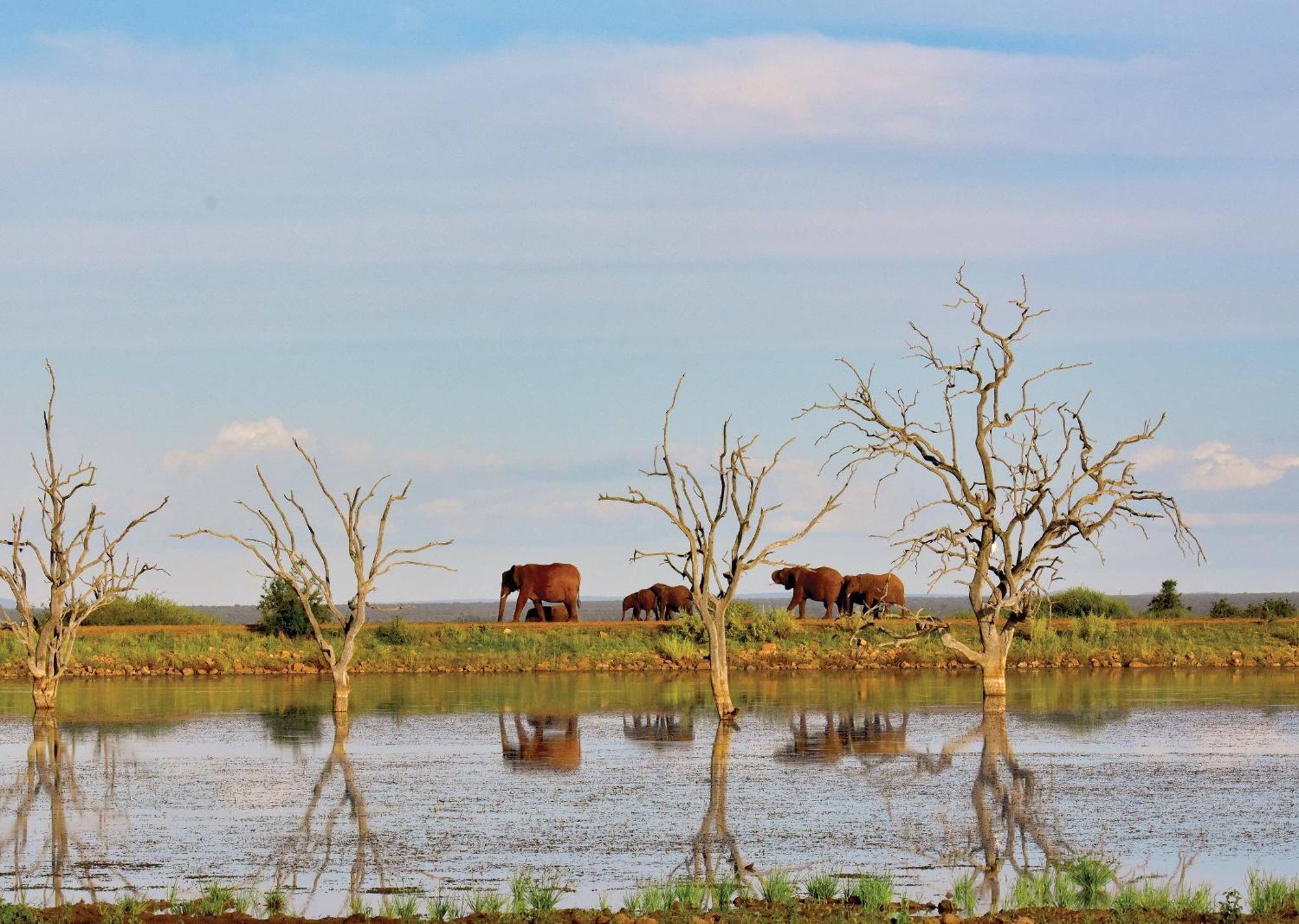 Madikwe River Lodge By Dream Resorts Madikwe Game Reserve Eksteriør billede