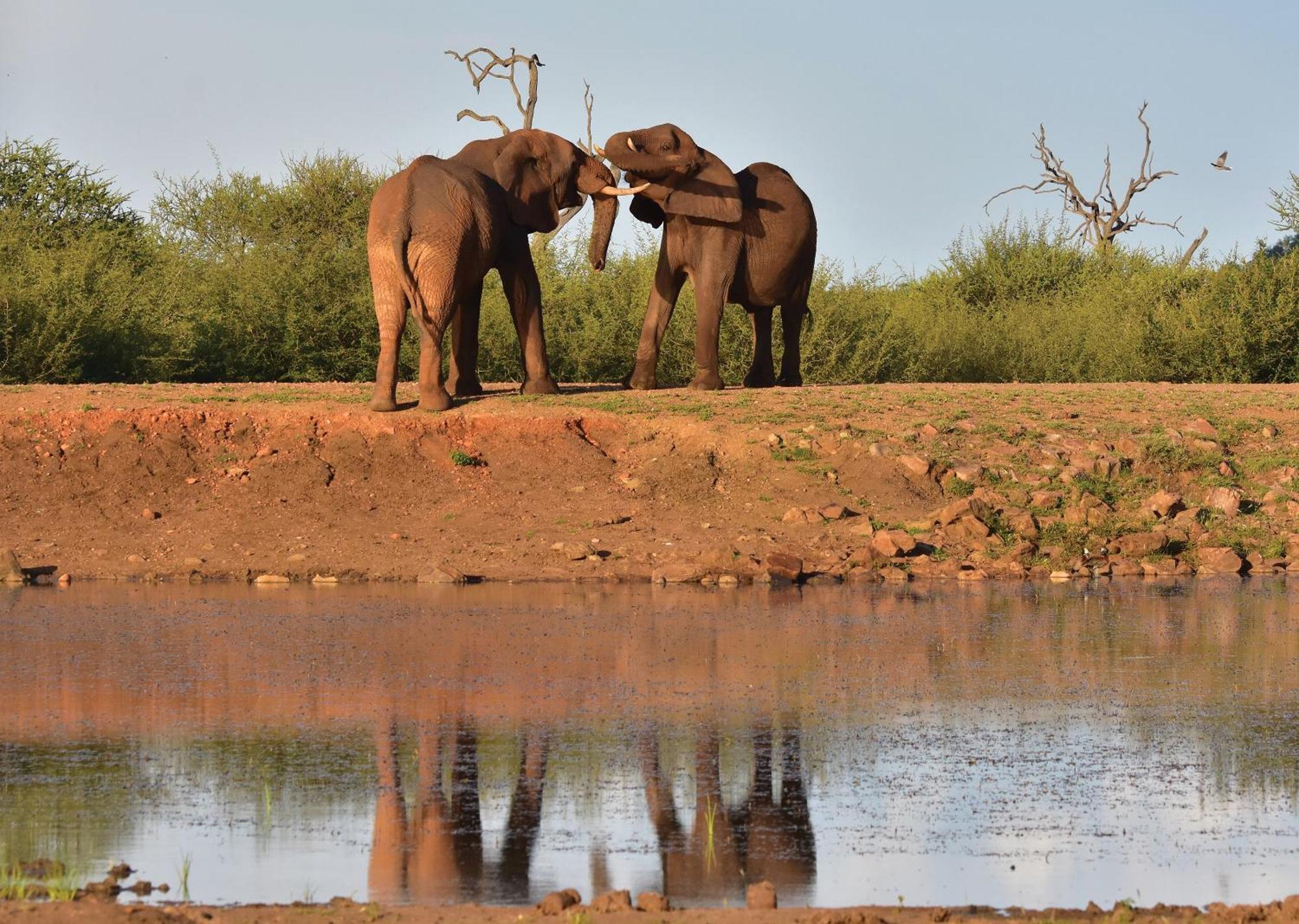 Madikwe River Lodge By Dream Resorts Madikwe Game Reserve Eksteriør billede