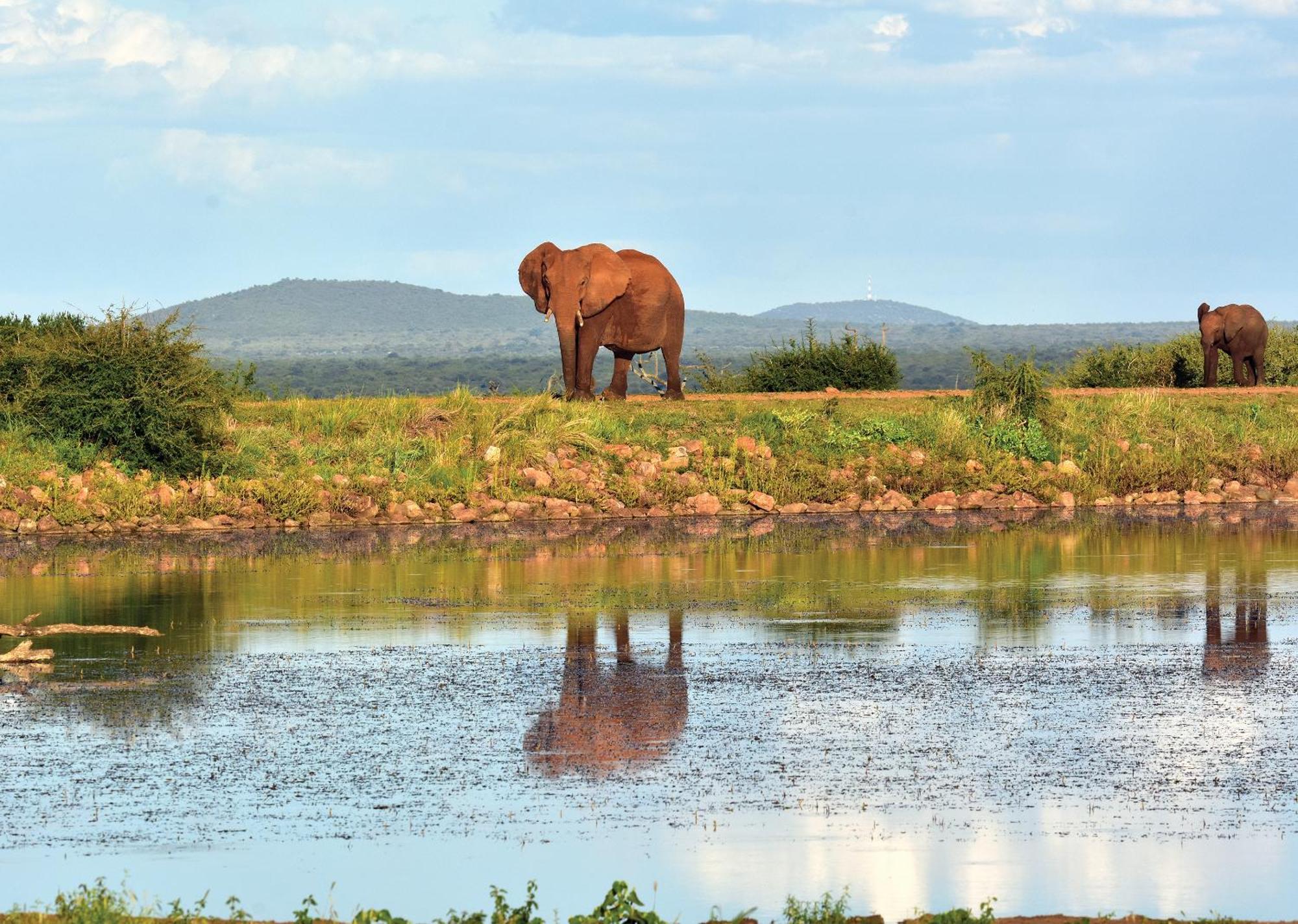 Madikwe River Lodge By Dream Resorts Madikwe Game Reserve Eksteriør billede