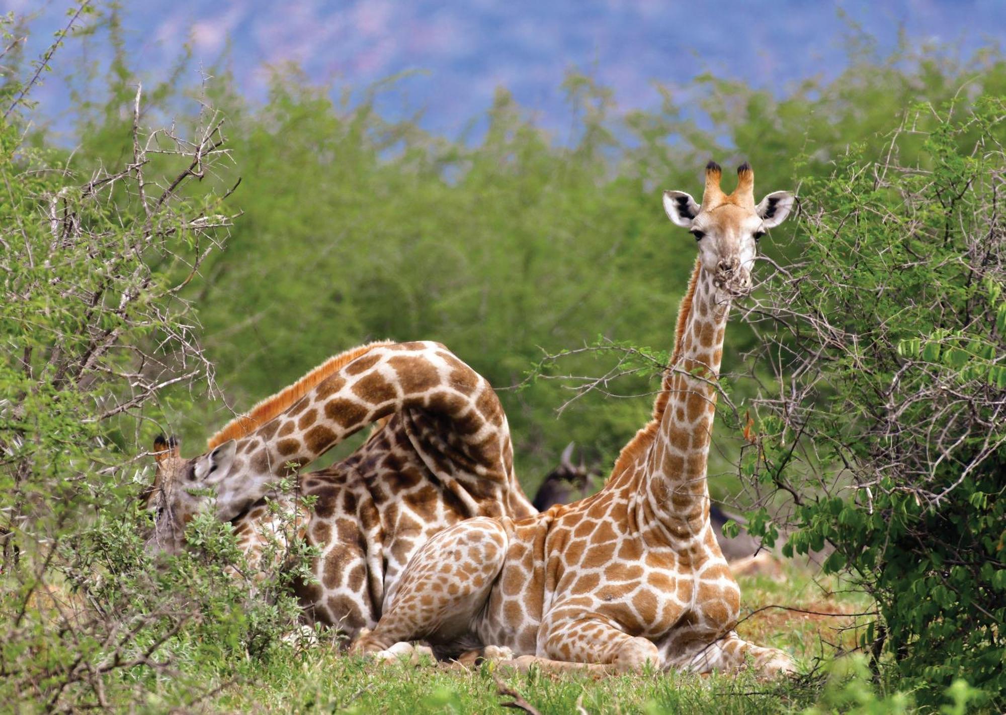 Madikwe River Lodge By Dream Resorts Madikwe Game Reserve Eksteriør billede