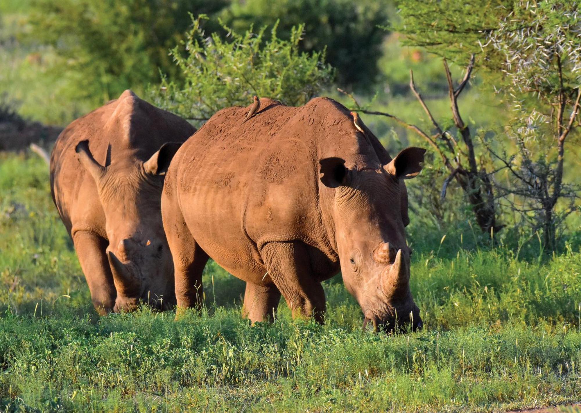 Madikwe River Lodge By Dream Resorts Madikwe Game Reserve Eksteriør billede