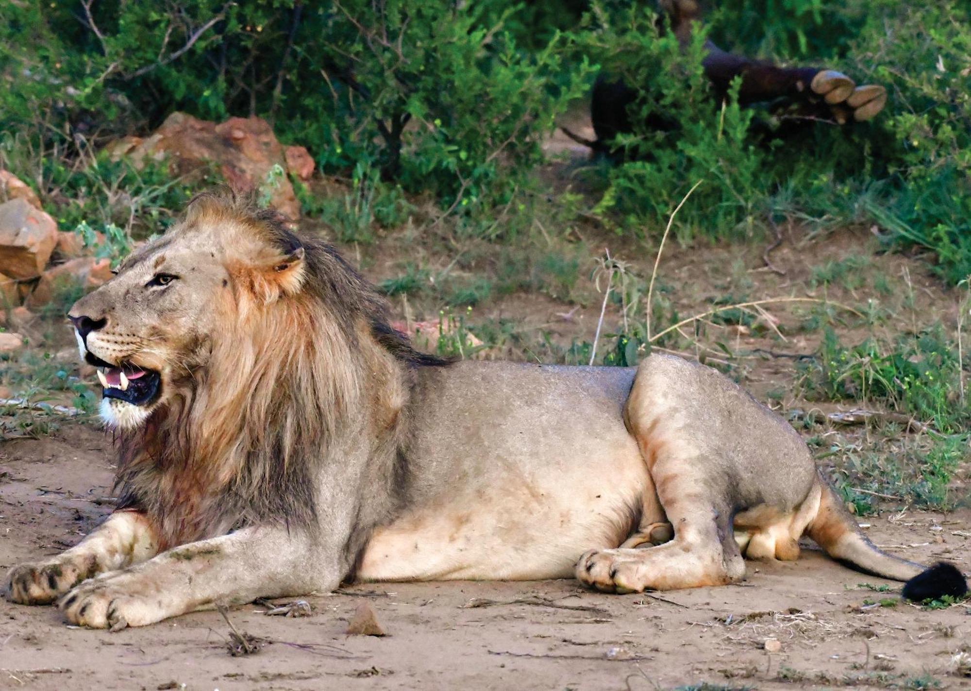 Madikwe River Lodge By Dream Resorts Madikwe Game Reserve Eksteriør billede