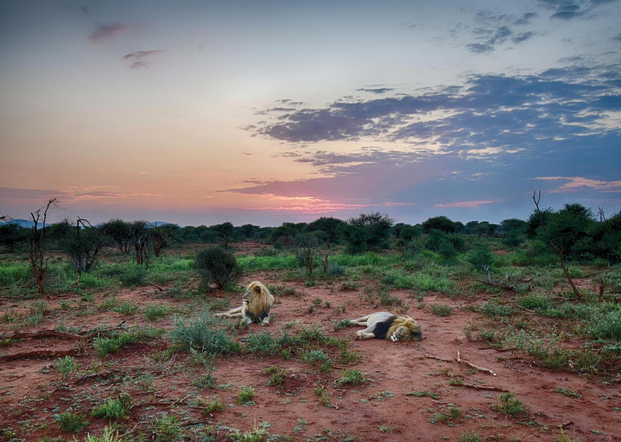 Madikwe River Lodge By Dream Resorts Madikwe Game Reserve Eksteriør billede