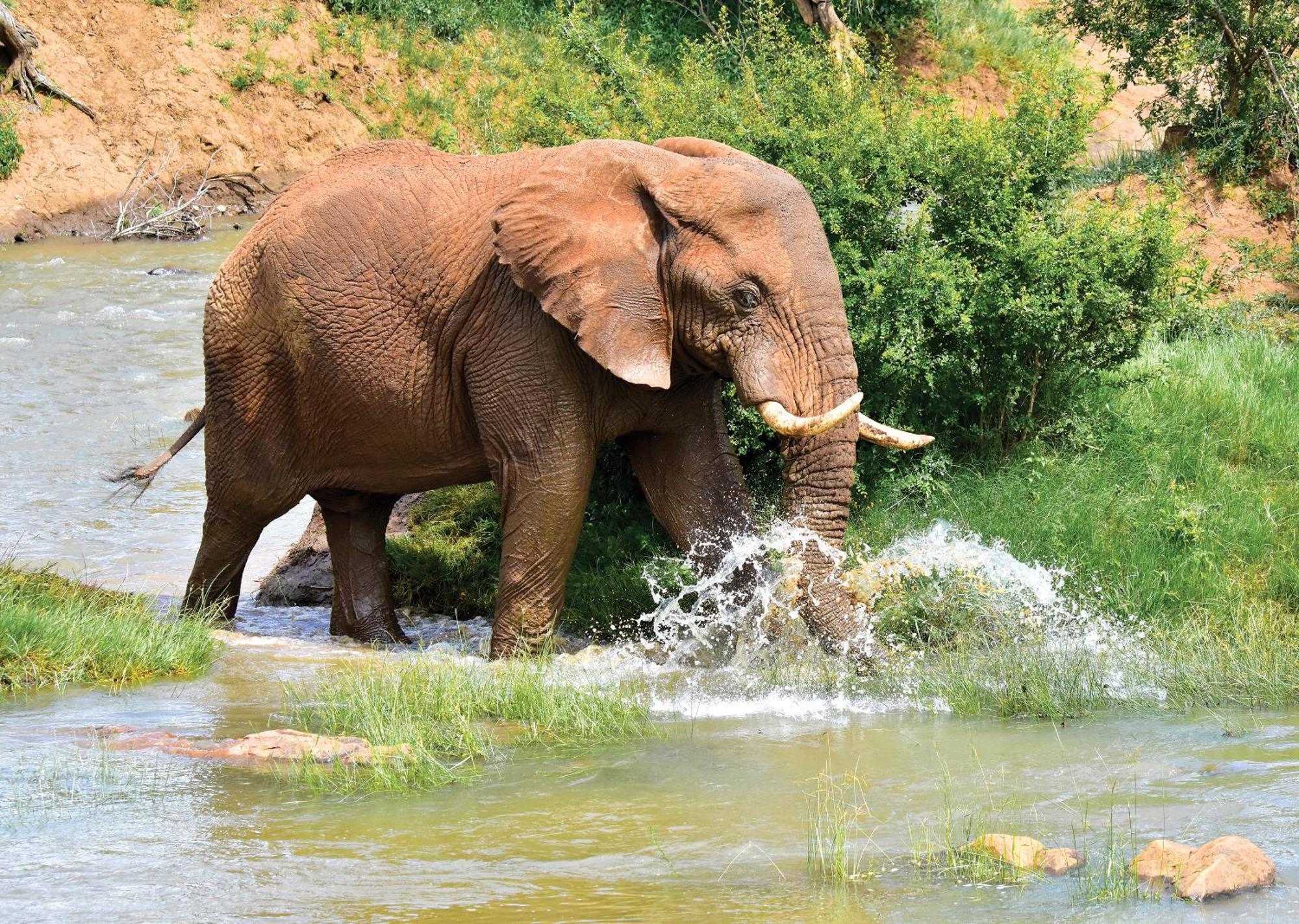 Madikwe River Lodge By Dream Resorts Madikwe Game Reserve Eksteriør billede