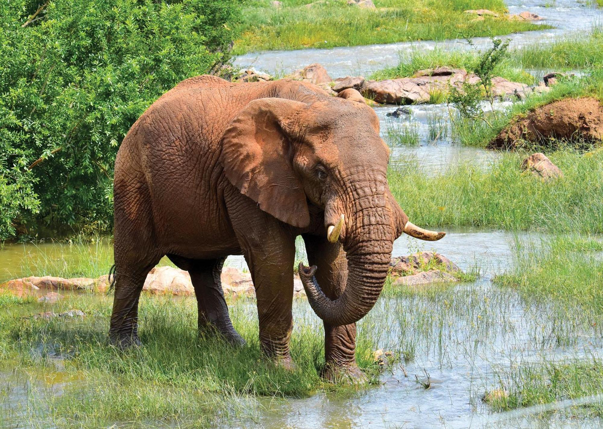 Madikwe River Lodge By Dream Resorts Madikwe Game Reserve Eksteriør billede