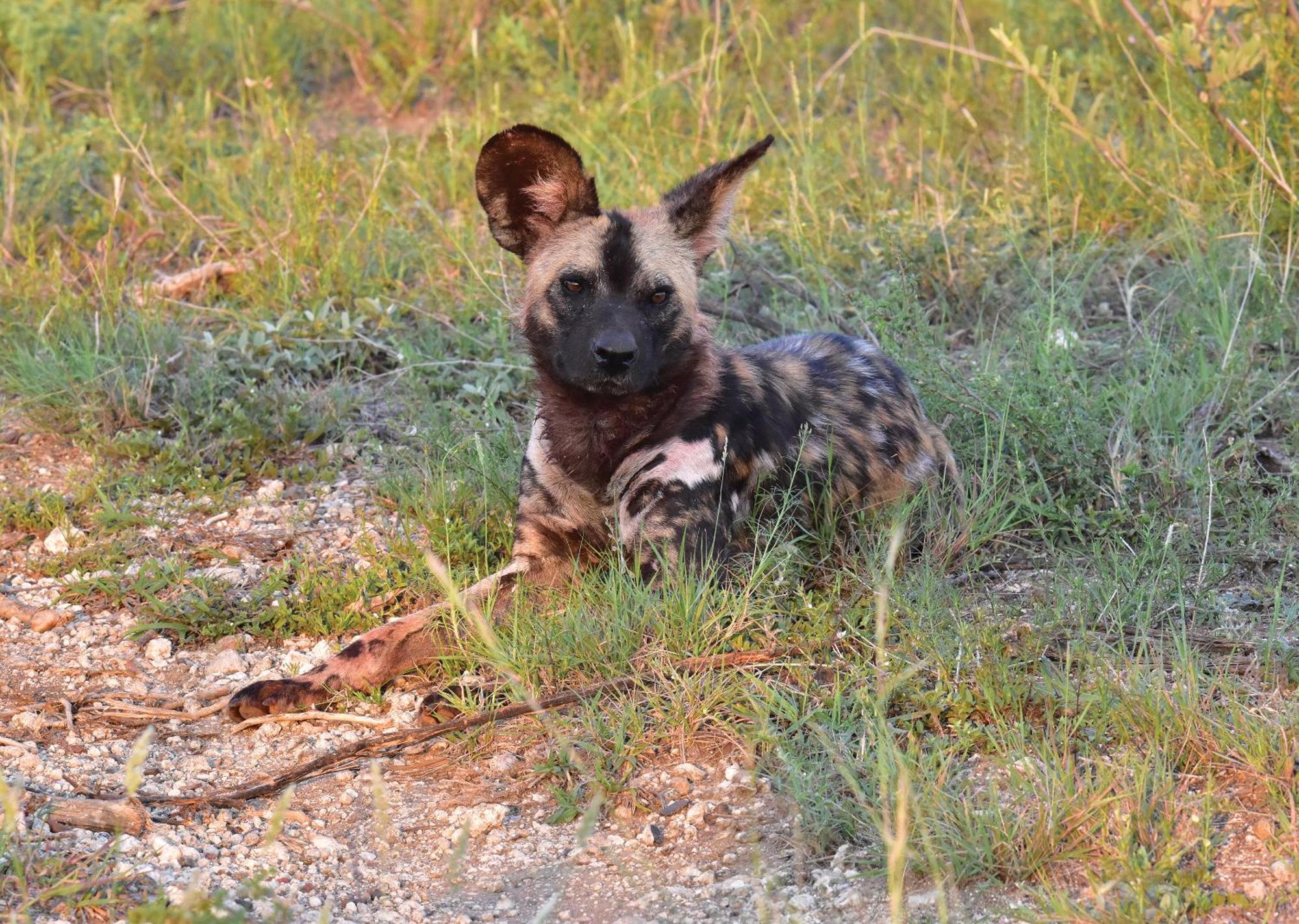 Madikwe River Lodge By Dream Resorts Madikwe Game Reserve Eksteriør billede