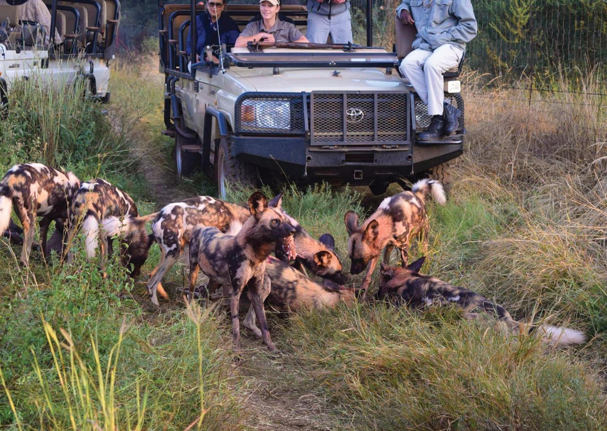 Madikwe River Lodge By Dream Resorts Madikwe Game Reserve Eksteriør billede