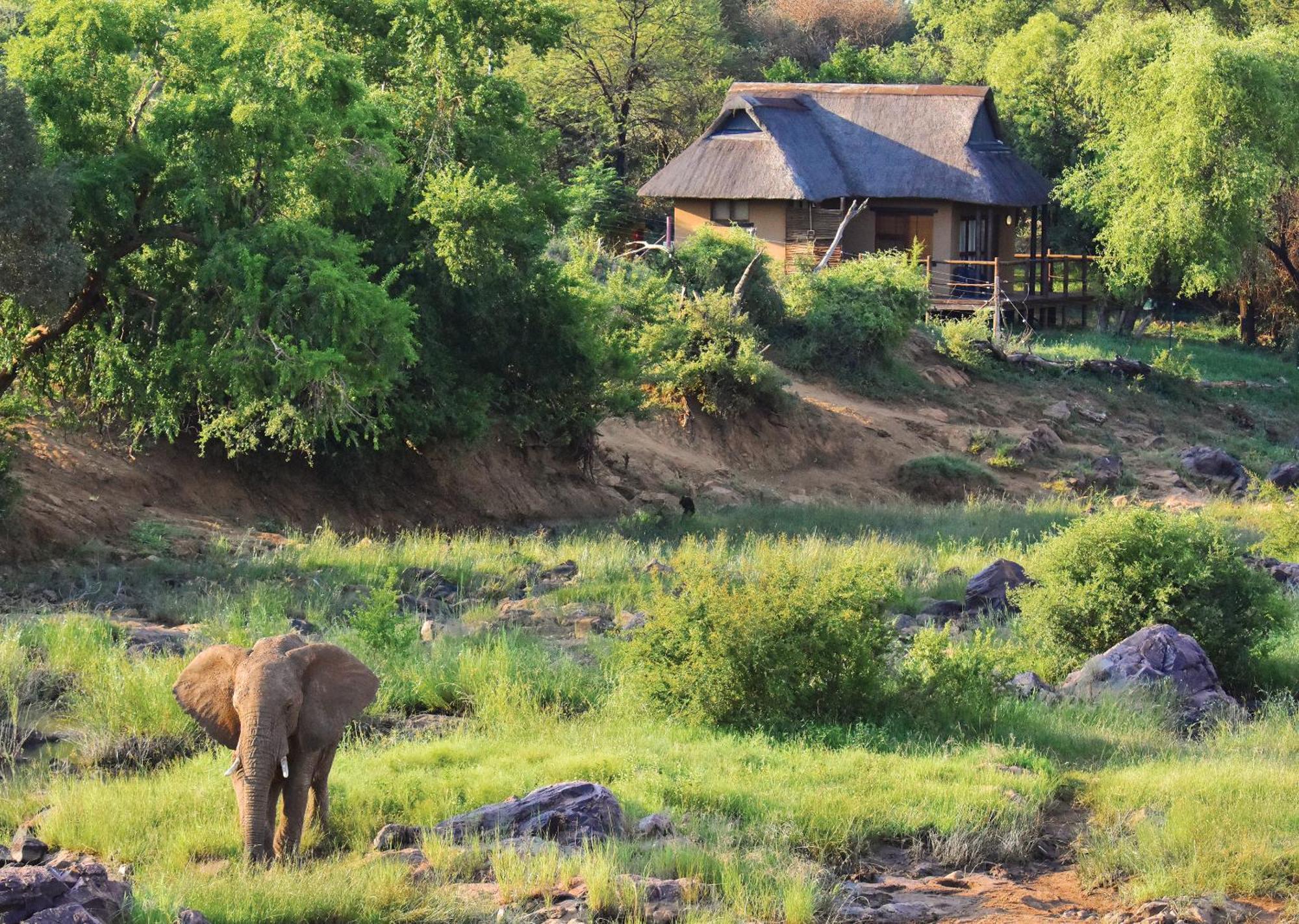 Madikwe River Lodge By Dream Resorts Madikwe Game Reserve Værelse billede